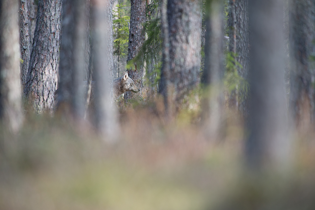 Hunt metsisemängus